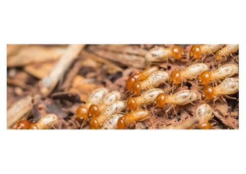 Pest Control Kardinya - 2/4