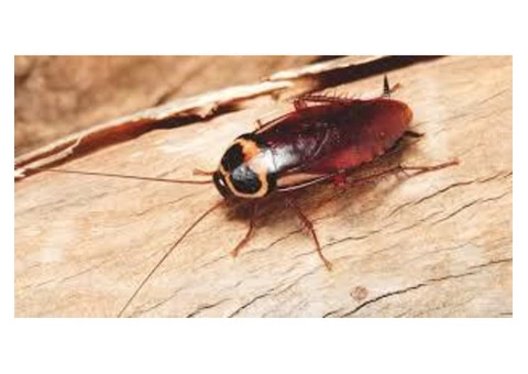 Pest Control Kardinya - 4/4