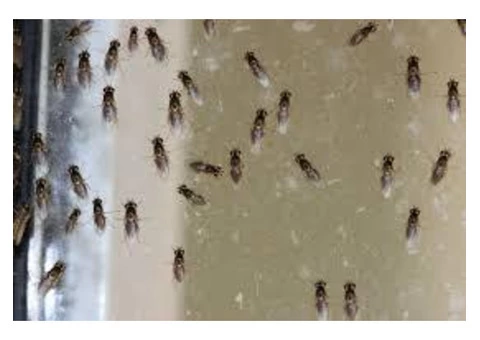 Pest Control West End - 2/7