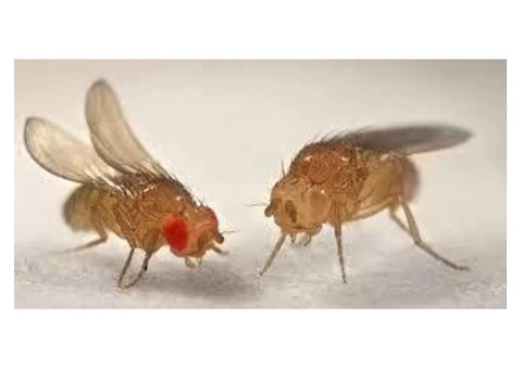 Pest Control West End - 5/7