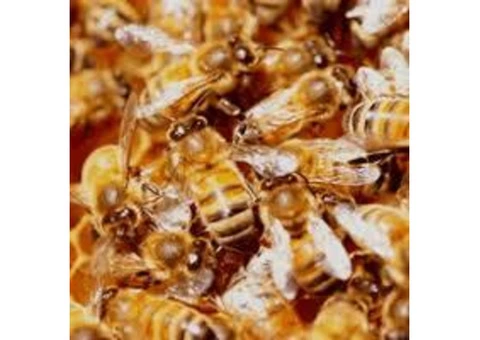 Pest Control West End - 6/7