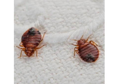 Pest Control West End - 7/7
