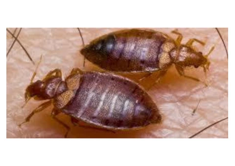 Pest Control Mooloolaba - 5/6