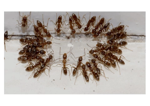 Pest Control Mooloolaba - 6/6