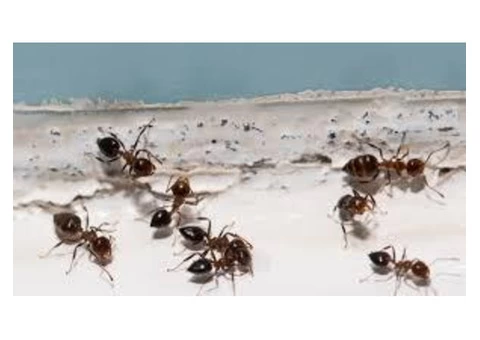 Pest Control Fairfield - 1/4