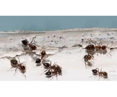 Pest Control Fairfield