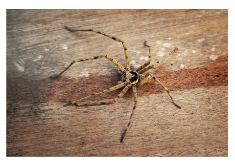 Pest Control Fairfield - 2/4