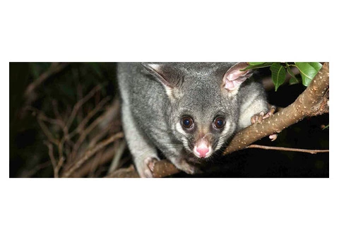 Pest Control Fairfield - 3/4