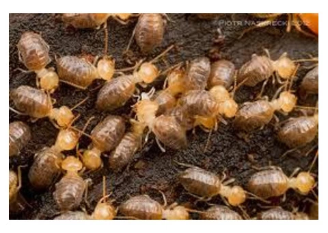 Pest Control Fairfield - 4/4