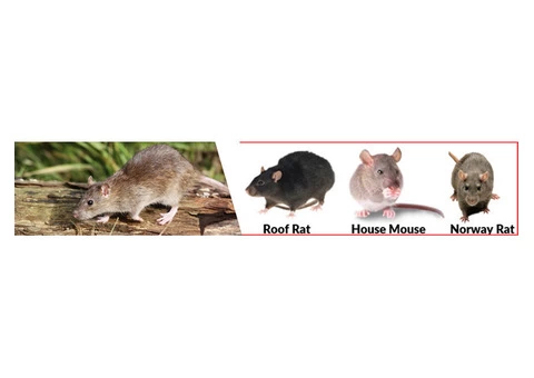 Pest Control Perth - Rat Pest Control Perth - 2/2