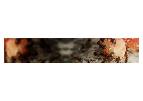 Pest Control Perth - Eco Safe Pest Control Perth - 2/2