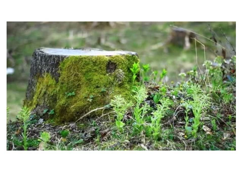 Cheapest Stump and Root Removal in Caulfield - Stump Removal Malvern