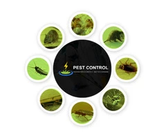 Pest Control Broadbeach Waters