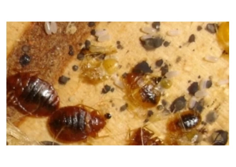Pest Control Broadbeach Waters - 2/6