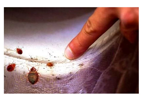 Pest Control Broadbeach Waters - 3/6