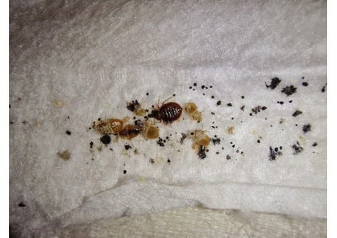Pest Control Broadbeach Waters - 4/6