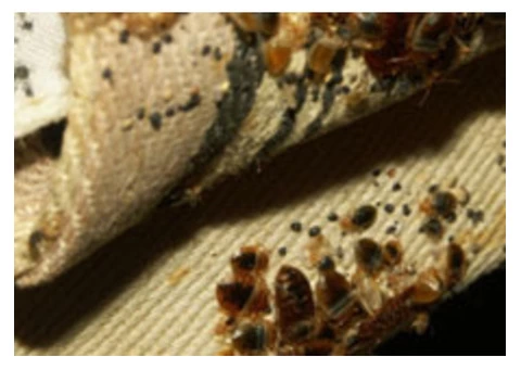 Pest Control Broadbeach Waters - 5/6