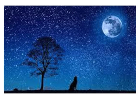 Fear of public Transport North Shore - 5/5