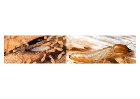 Best Pest Inspection and Termite Control in Penrith - 1/3