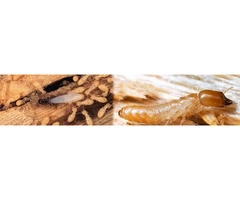 Best Pest Inspection and Termite Control in Penrith