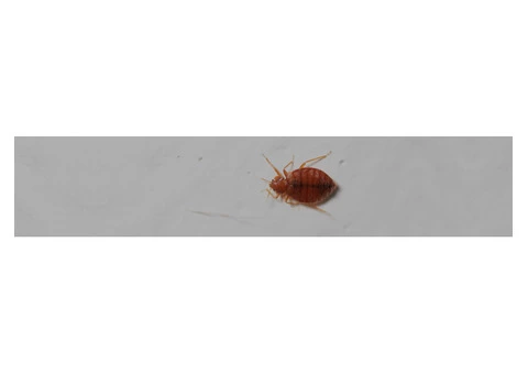Bed Bugs Removal Melbourne