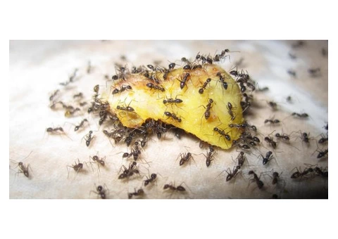 Pest Control Wentworth Point - 1/5