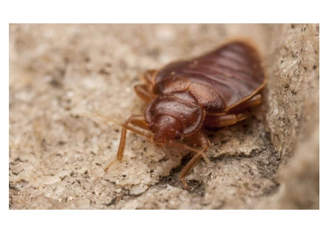 Pest Control Wentworth Point - 2/5