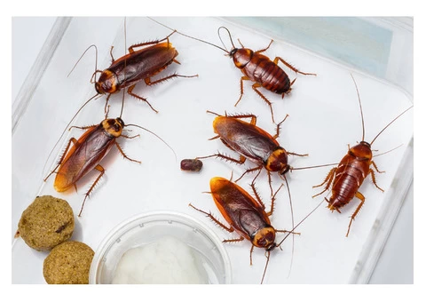 Pest Control Wentworth Point - 3/5