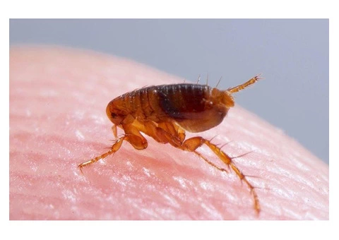 Pest Control Wentworth Point - 4/5