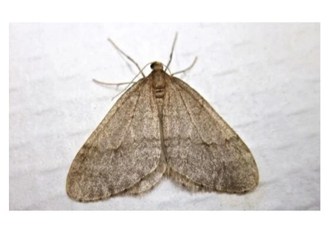 Pest Control Wentworth Point - 5/5