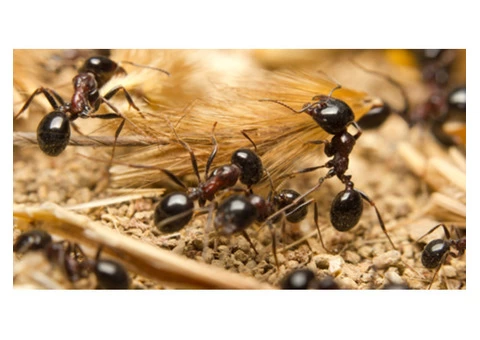 Pest Control Waterloo - 1/3