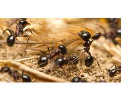 Pest Control Waterloo