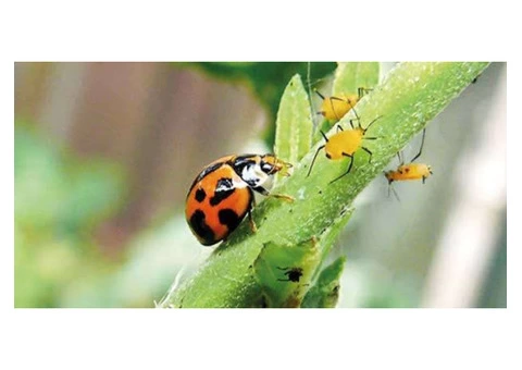 Pest Control Waterloo - 3/3