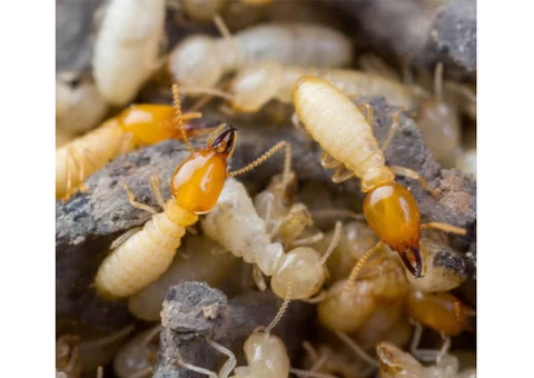Your Termite and pest control experts Servicing the blue mountain, Penrith, and Picton areas