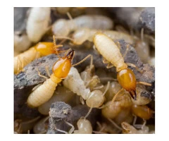 Your Termite and pest control experts Servicing the blue mountain, Penrith, and Picton areas