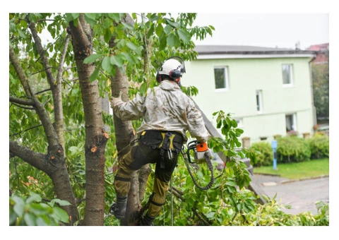 Trusted Arborist in Sunshine - Grinco