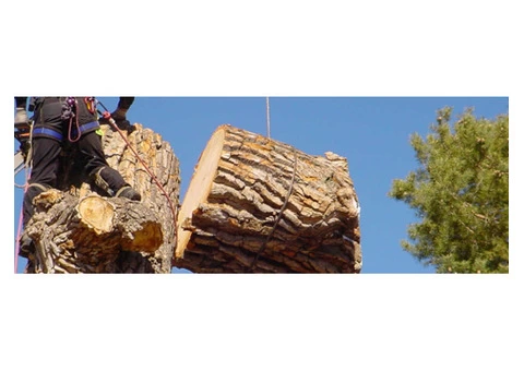 Tree Removal Melbourne -  Pro-Cut Tree Service
