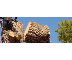 Tree Removal Melbourne -  Pro-Cut Tree Service