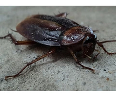 Flatlinepest Control - Cockroach Control Central Coast