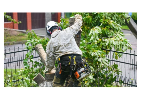 Affordable Stump and Root Removal in Glen Waverley - Stump Removal Malvern