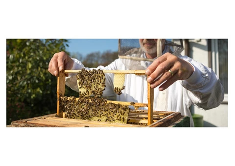 Bee Multiplication and Queen Grafting Services | BeeHively