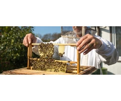 Bee Multiplication and Queen Grafting Services | BeeHively