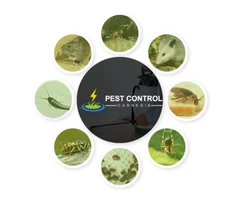 Pest Control Carnegie
