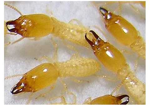 Flatlinepest Control - Termite Treatment Central Coast