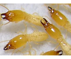 Flatlinepest Control - Termite Treatment Central Coast