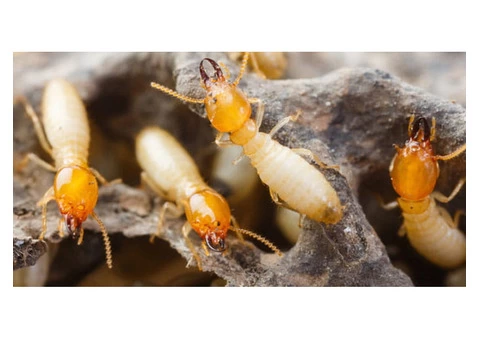 Cheapest pest control Blacktown