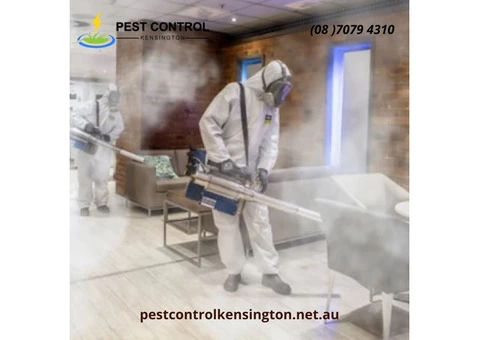Flea Control Service in Kensington