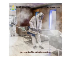 Flea Control Service in Kensington