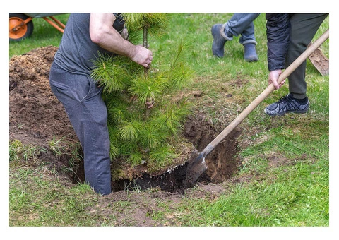 VRL Tree Services - 3/7