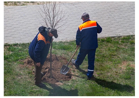 VRL Tree Services - 4/7